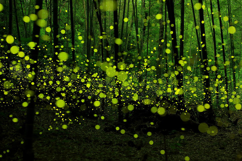 Fireflies At The Bamboo Forest