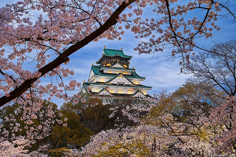 Cherry Blossoms Swirl Around The Osaka Castle