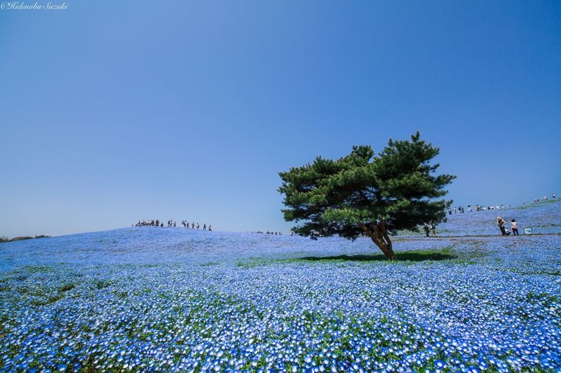 4.5 Million Baby Blue Eyes In Japan’s Hitachi Seaside Park