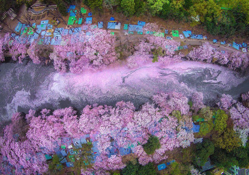Cherry Blossoms Paint A Lake Purple In Tokyo