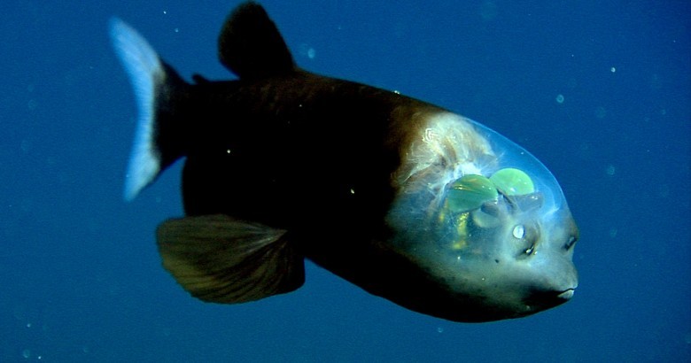 15 of the Strangest Animals Living In The Ocean