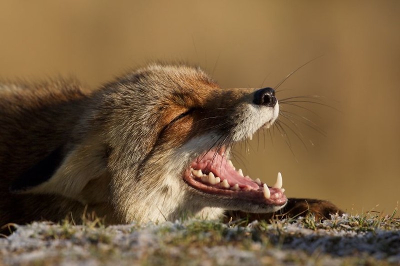 laughing fox