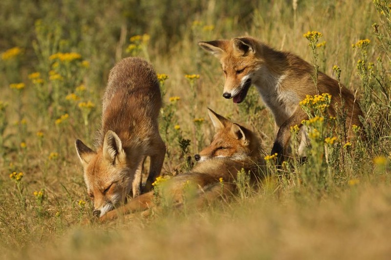 Fox family grooming session