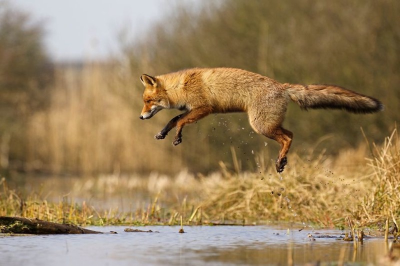 Almost Flying Fox