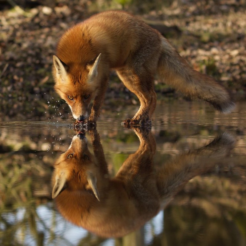 Drinking fox on ice