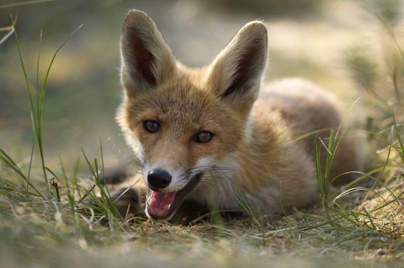 Young playfull fox