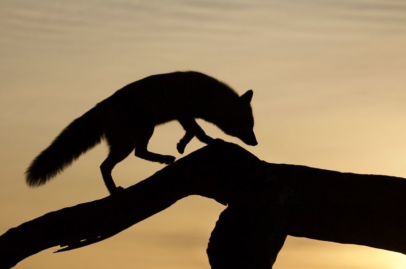 Fox silhouette