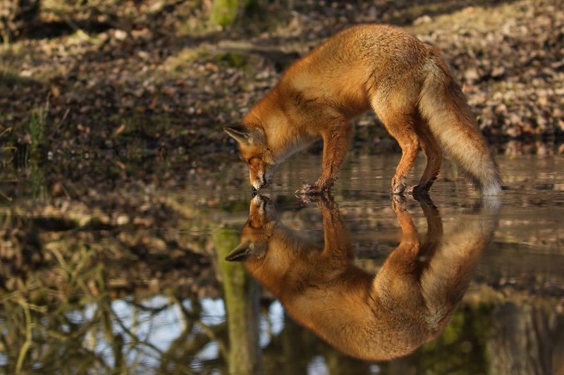 Narcissus, fox “looking” at her reflection on a frozen pond