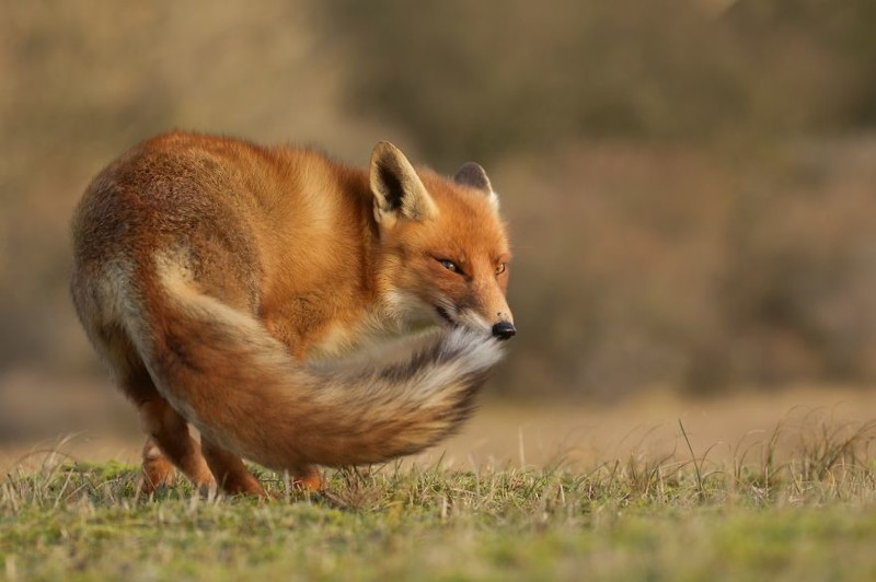 Shy fox