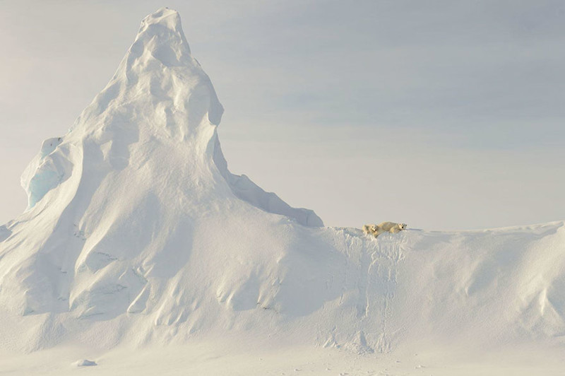 #5 Honorable Mention, Nature: Bears On A Berg, Nunavut, Canada