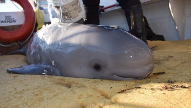 Kids Save Baby Beluga Whale Who Washed Up On Shore