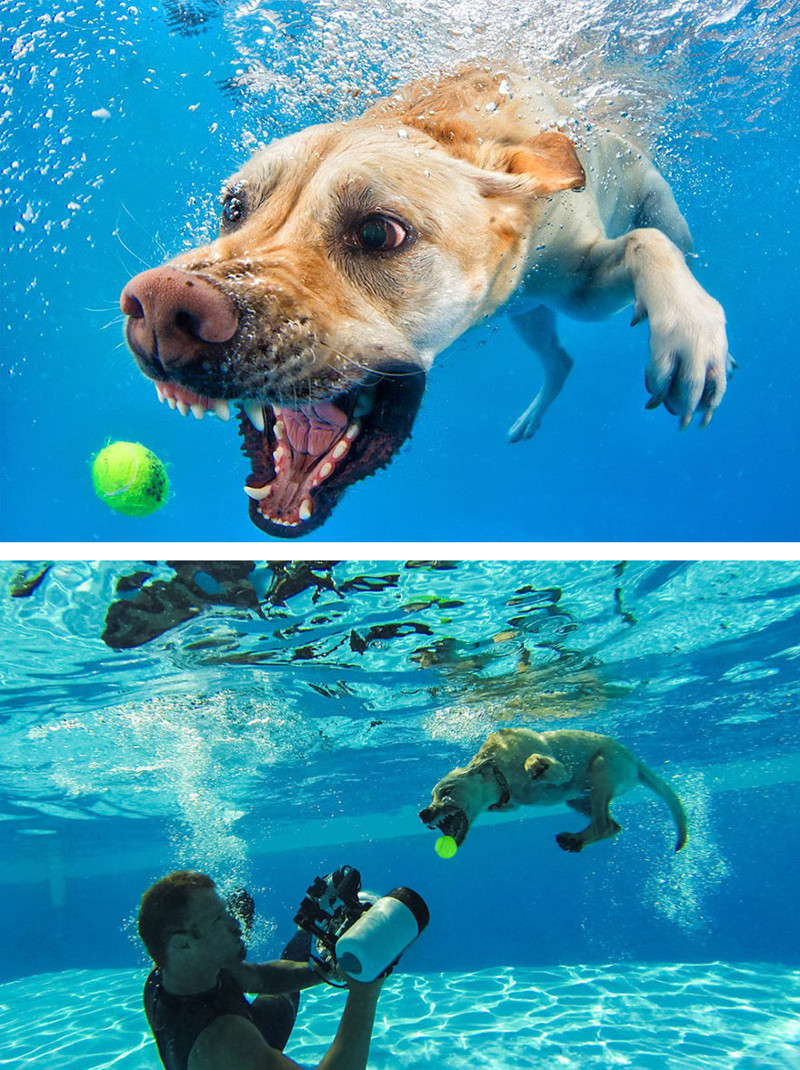 #9 Underwater Dog