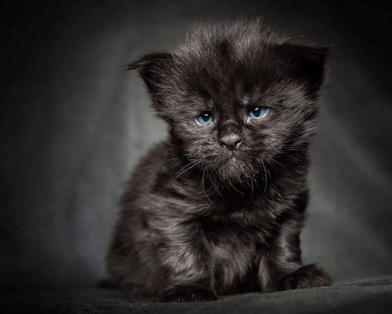 Mythical Beasts: Photographer Captures The Majestic Beauty Of Maine Coons