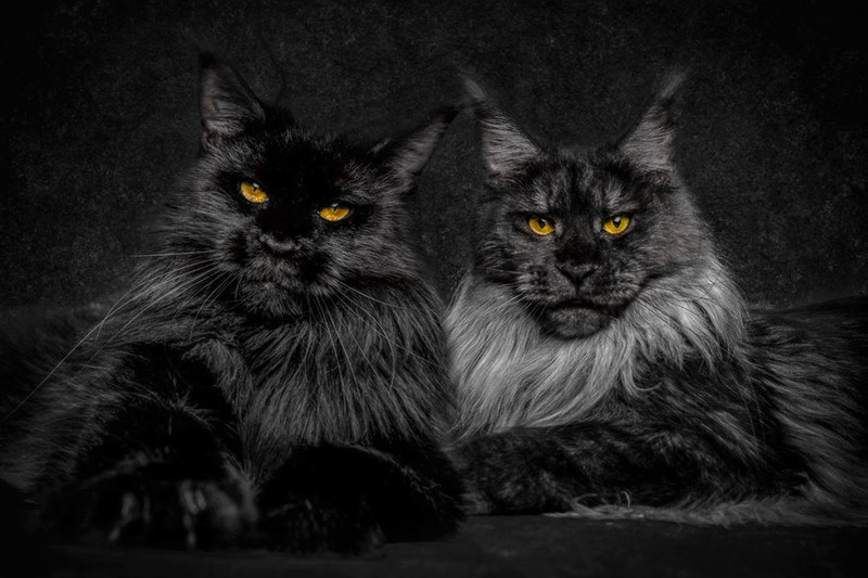 Mythical Beasts: Photographer Captures The Majestic Beauty Of Maine Coons