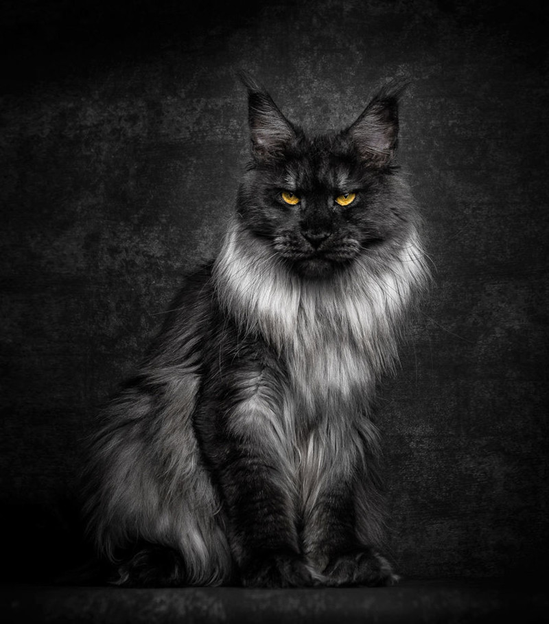Mythical Beasts: Photographer Captures The Majestic Beauty Of Maine Coons