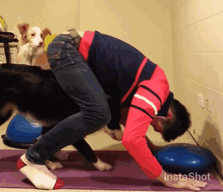 #8 Border Collies Holly And Ace Join Alongside Their Owner For Some Evening Yoga Exercises #8 Border Collies Holly And Ace Join Alongside Their Owner For Some Evening Yoga Exercises