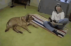 #2 You mean like this, human? #2 You mean like this, human?