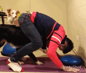 #8 Border Collies Holly And Ace Join Alongside Their Owner For Some Evening Yoga Exercises