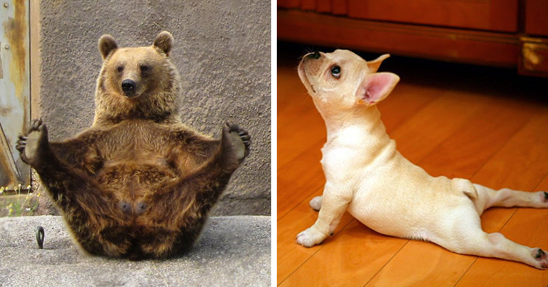 15 Animals That Do Yoga Better Than You