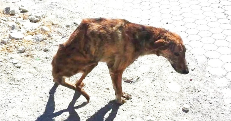 Kiara Ijzendoorn and her family were driving down in Crete, Greece, when they found an injured dog lying in the middle of the road