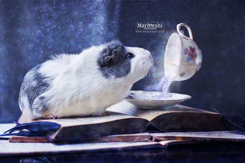 Meet Mieps, My Ridiculously Photogenic Guinea Pig