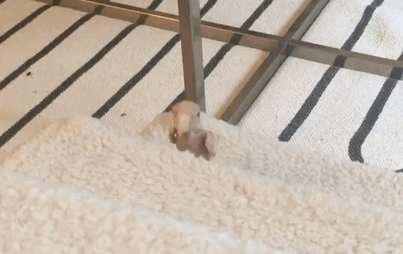 More pics below… Cuteness overload! More pics below… Cuteness overload!