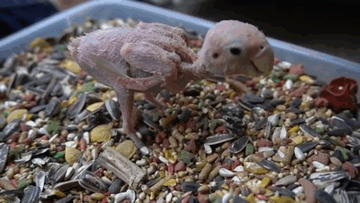 Everyone Falls in Love With This Featherless Lovebird, Send Mini Sweaters To Save Her From Freezing Everyone Falls in Love With This Featherless Lovebird, Send Mini Sweaters To Save Her From Freezing