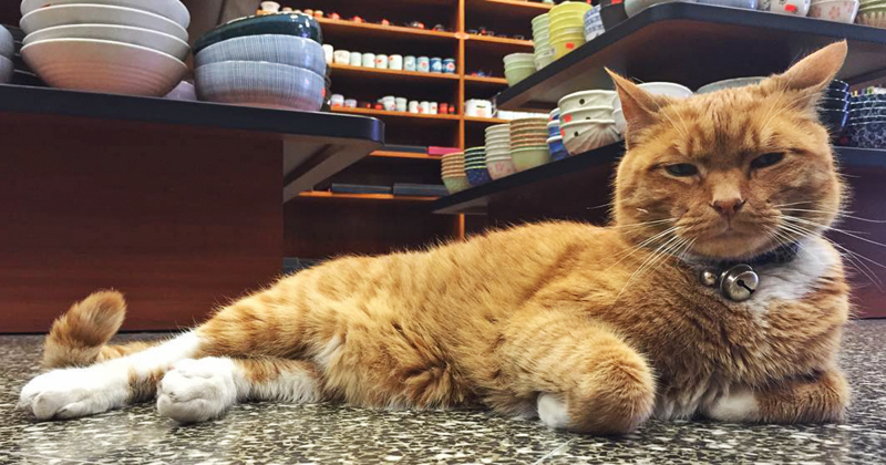 This ginger beauty needed a home, so an employee from a store in Chinatown, New York, decided to bring him in