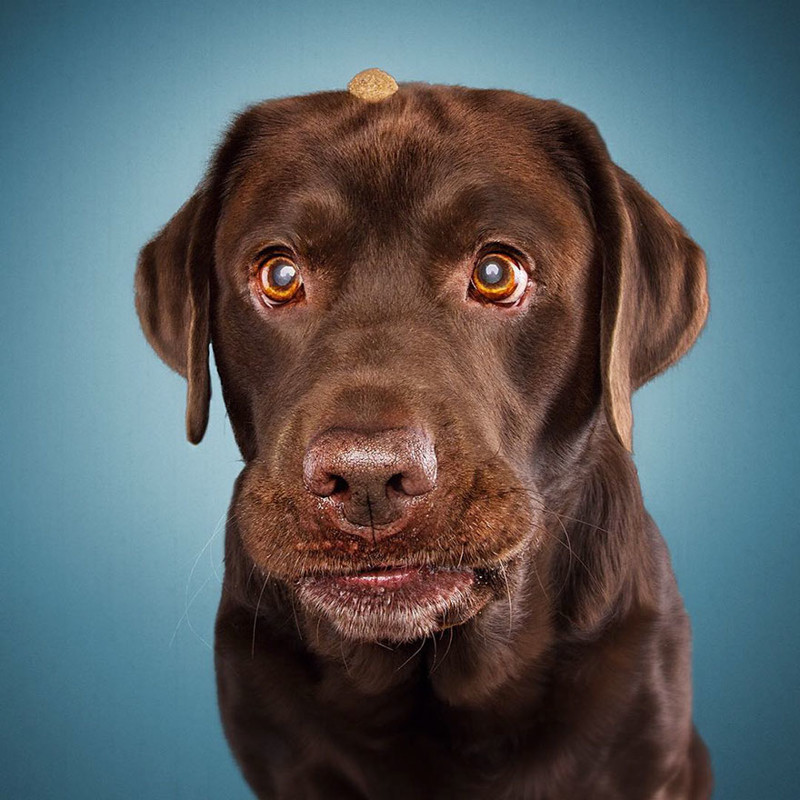 Hilarious Expressions Of Dogs Trying To Catch Treats In Mid-Air
