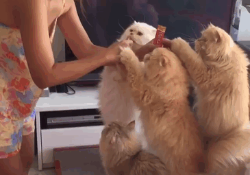 “12 Cats Lady” Is Exploding Instagram* With Her Twelve Persians “12 Cats Lady” Is Exploding Instagram* With Her Twelve Persians