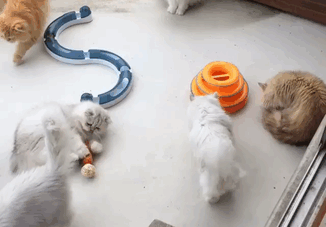 “12 Cats Lady” Is Exploding Instagram* With Her Twelve Persians “12 Cats Lady” Is Exploding Instagram* With Her Twelve Persians