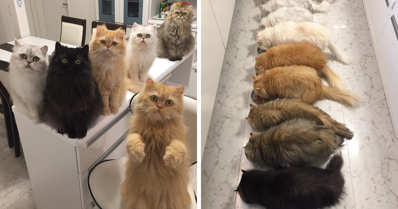 “12 Cats Lady” Is Exploding Instagram* With Her Twelve Persians