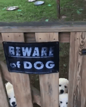 10+ Dangerous Dogs Behind “Beware Of Dog” Signs 10+ Dangerous Dogs Behind “Beware Of Dog” Signs