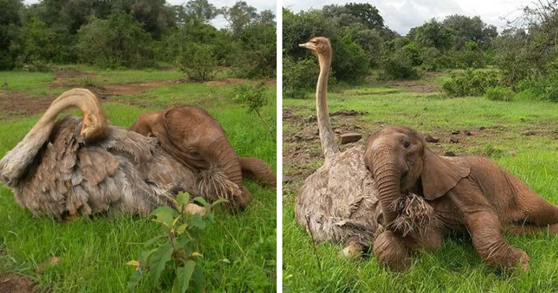 This Ostrich Snuggles Orphaned Elephants To Make Them Feel Better After Losing Their Moms
