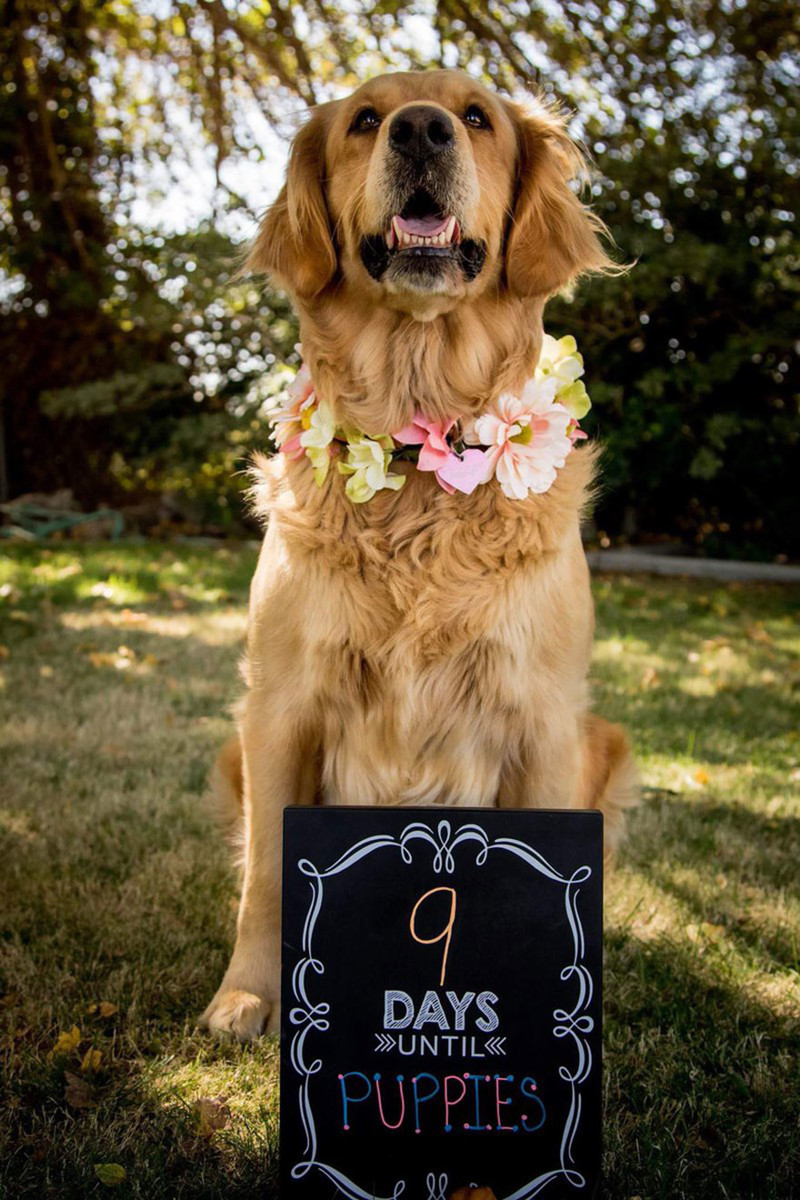 Pregnant Dog Absolutely Owns Her Maternity Photo Shoot