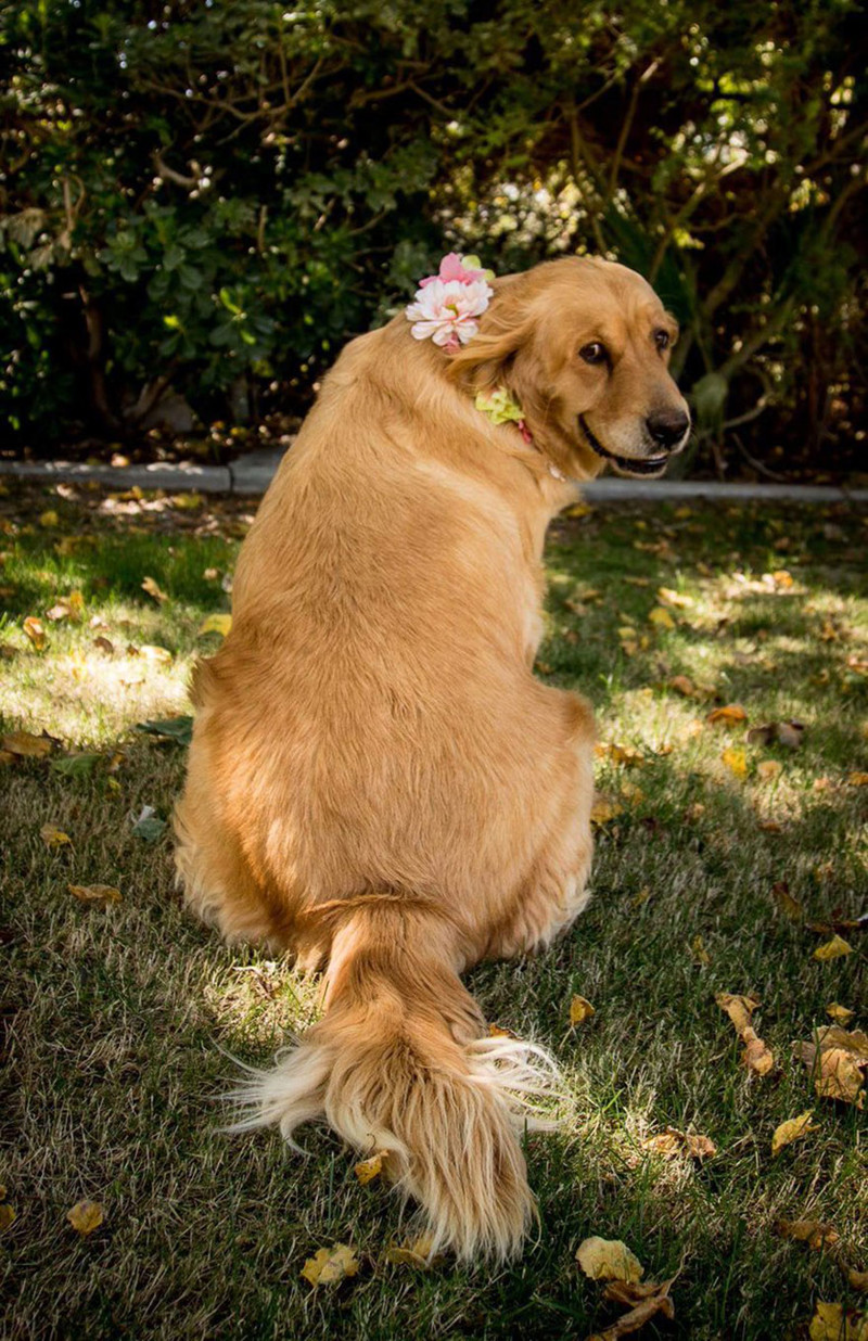 Pregnant Dog Absolutely Owns Her Maternity Photo Shoot