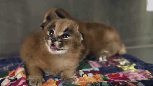 Is This The Cutest Cat Species Ever? Is This The Cutest Cat Species Ever?