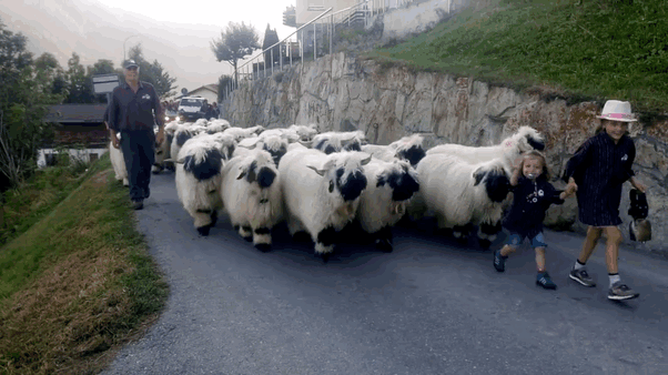 People Can’t Agree Whether These Sheep Are Cute Or Terrifying People Can’t Agree Whether These Sheep Are Cute Or Terrifying