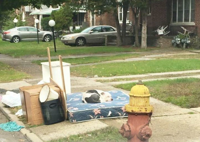 When a family moved from Detroit, they left lots of trash behind them, and… their loyal dog Boo