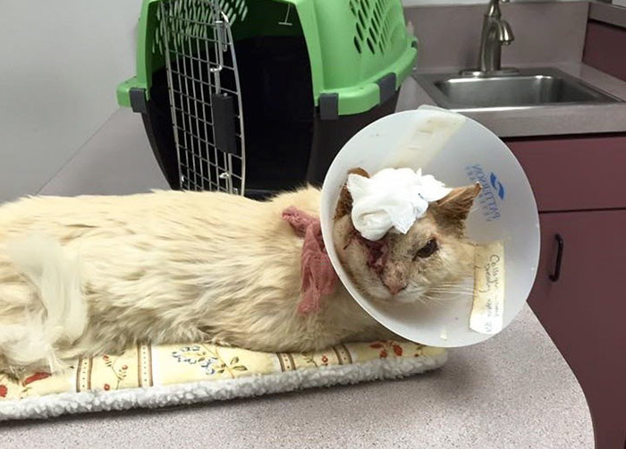 This stray cat ‘Sir Thomas Trueheart’ just wanted love, but some human poured acid on his head…