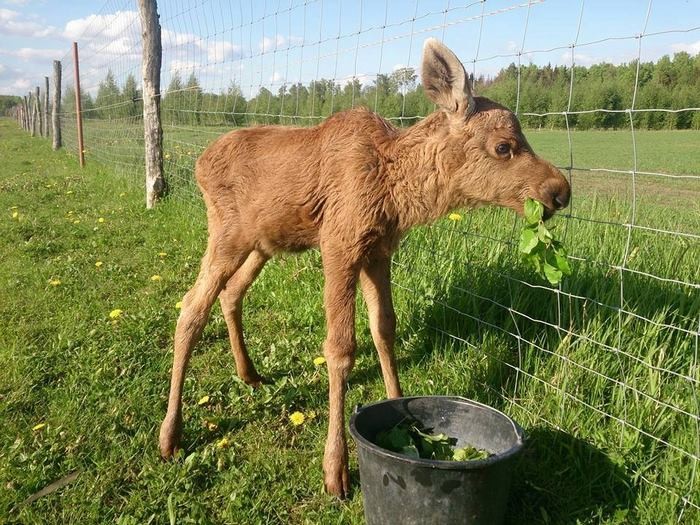 When Erikas Plucas came back home one day he found a baby moose lying all by herself just outside his gate