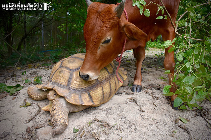 Giant Tortoise And Baby Cow Who Lost Its Leg Become Best Friends