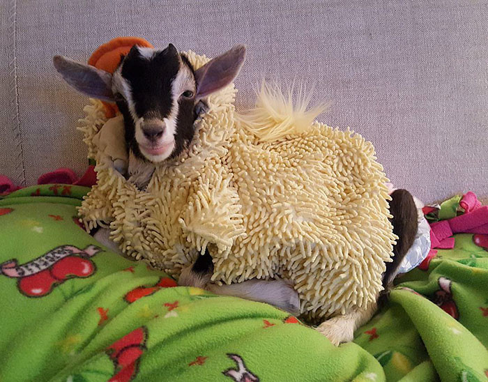 Rescue goat Polly was suffering from anxiety until one day her owner got her a duck costume