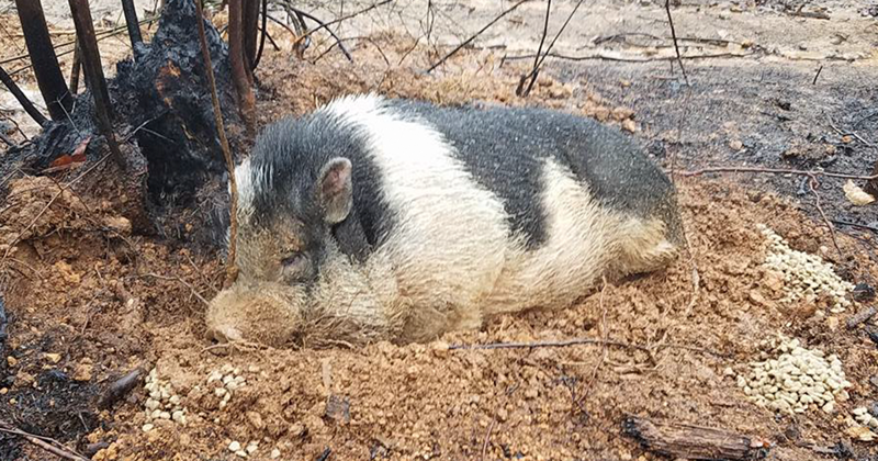 Family Devastated After Finding Their Home Destroyed By Wildfire, But Then See Their Pet Pig Waiting
