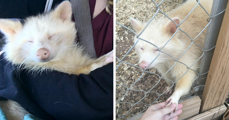 Woman Rescues “Aggressive” Albino Raccoon From Horrible Conditions, And Now She Won’t Stop Cuddling