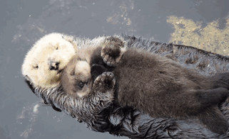 Day Old Otter Pup Falls Asleep On Its Floating Mother’s Belly Day Old Otter Pup Falls Asleep On Its Floating Mother’s Belly