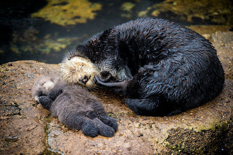 Day Old Otter Pup Falls Asleep On Its Floating Mother’s Belly