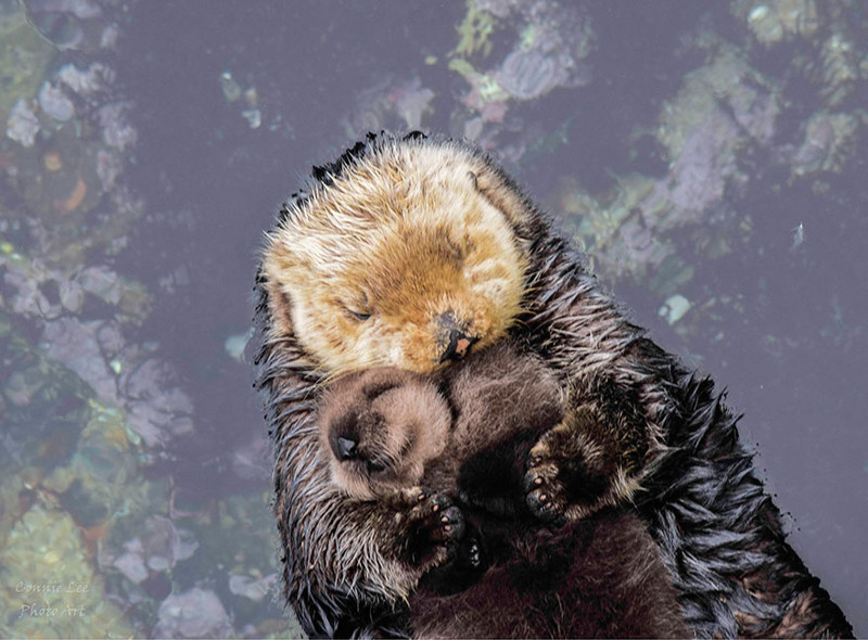 Day Old Otter Pup Falls Asleep On Its Floating Mother’s Belly