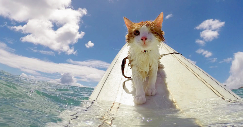 The kitty was only 6 months old when he began riding waves
