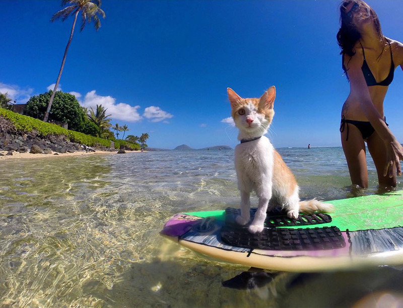 “So we bought a board that Kuli would be able to get out on the surf with”